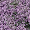 Thymus pseudolaluginosus